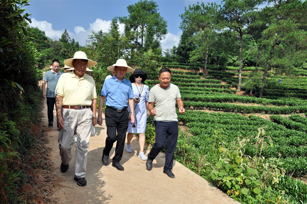 20190906考察松溪郑墩镇南坑村鹤峰茶叶合作社 (28)_副本.jpg