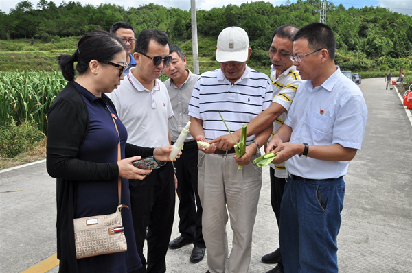 20190905考察政和杨源富坂农业合作社茭白基地 (9)_副本.jpg