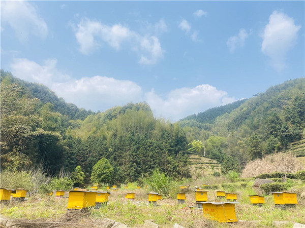 图为位于山中的蜂蜜养殖场。 叶茂 摄.jpg