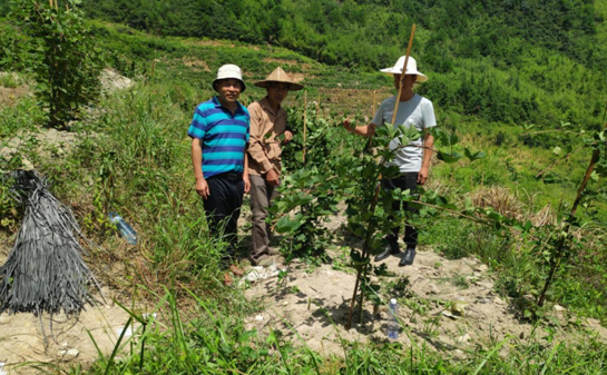 考察组现场对南岔村的黑莓种植给予技术指导.png