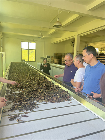 参观知青茶场.jpg