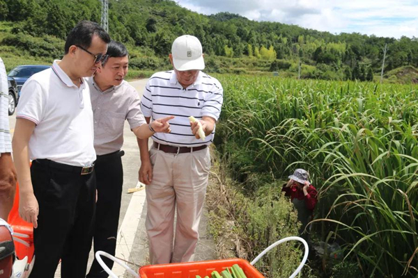 政和县侨联主席范名宏介绍富坂村种植茭白情况_副本.jpg