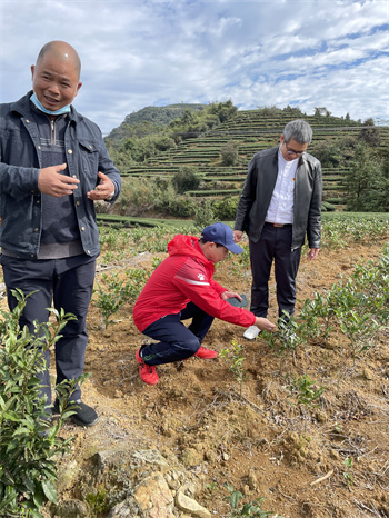 第六党支部邀请省内知名茶叶专家、企业家实地察看长龙华侨农场的茶产业技改项目实施进度.jpg