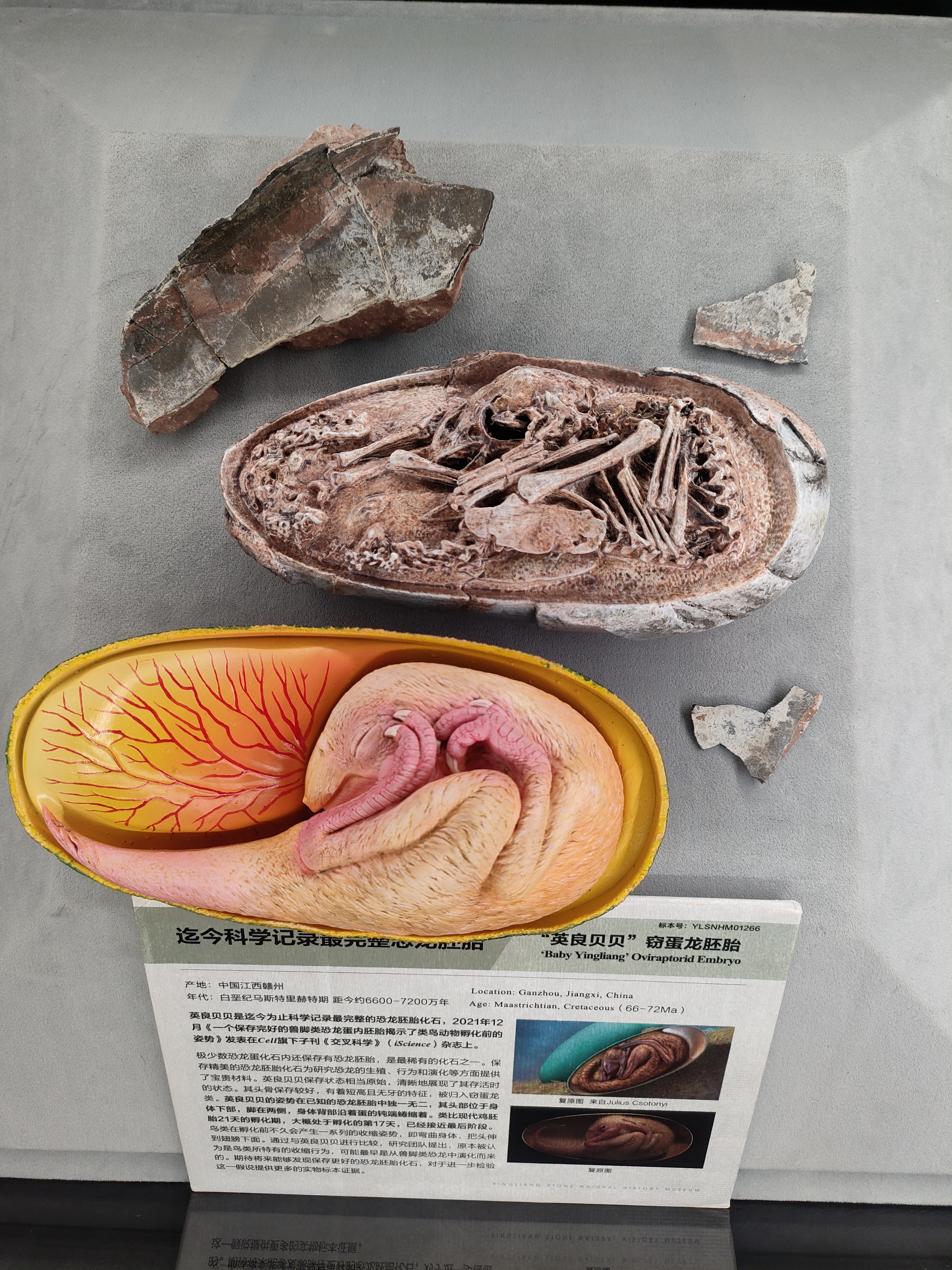 图片4“镇馆之宝”——世界上最完整的恐龙胚胎“英良贝贝”.jpg