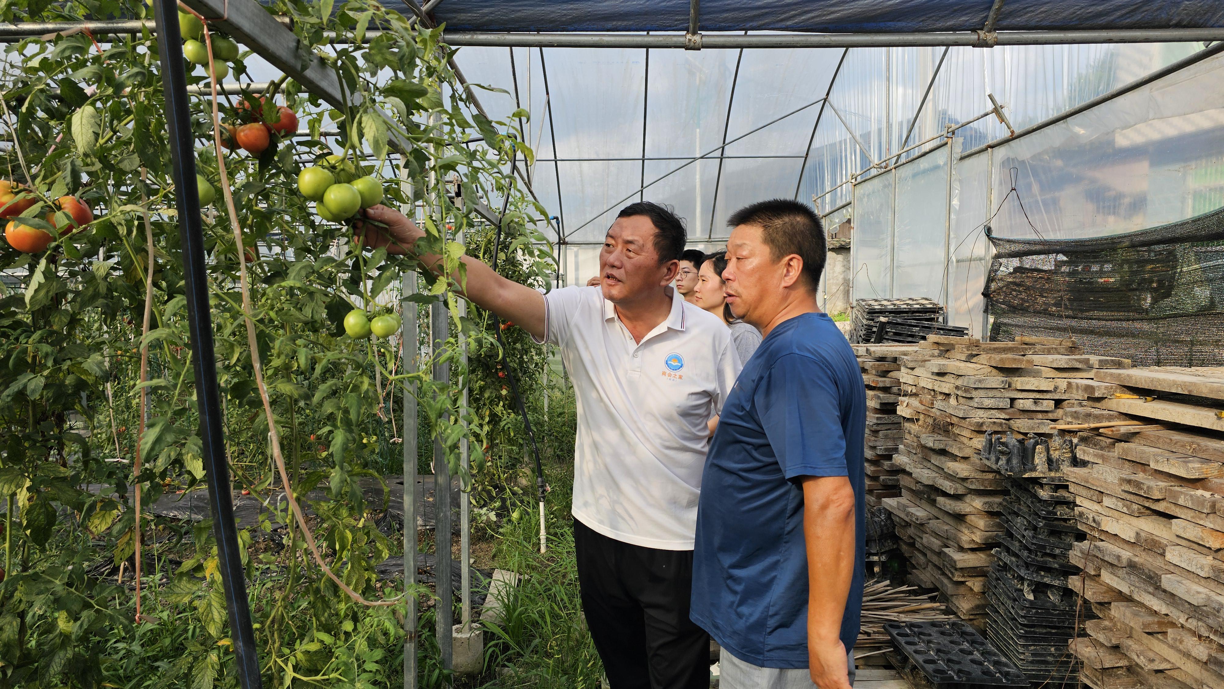 顺昌县侨联主席余武在查看大棚里“普罗旺斯”水果番茄长势.陈韵摄.jpg